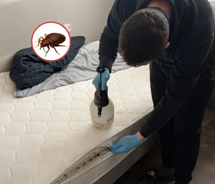 Technicien traitant un matelas contre les punaises de lit à Saint-Augustin